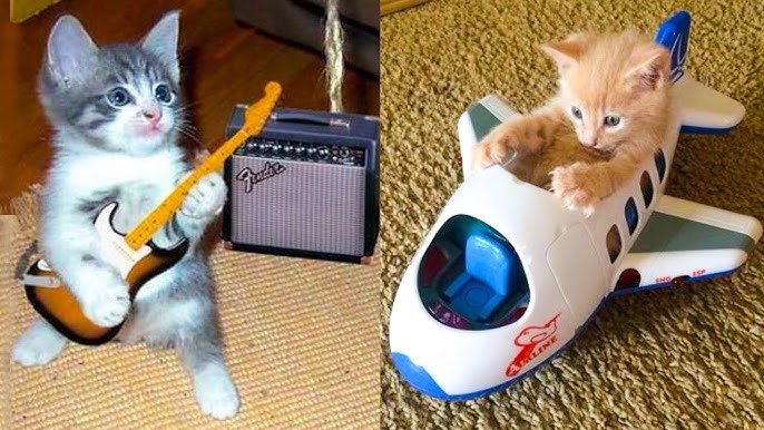 Best Toys for Indoor Cats (Top Picks in San Diego)
