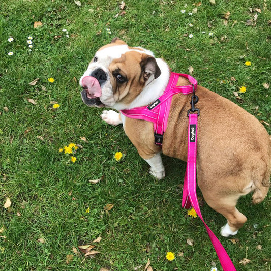 Adjustable Dog Chest Harness with Leash – Soft Lined Vest